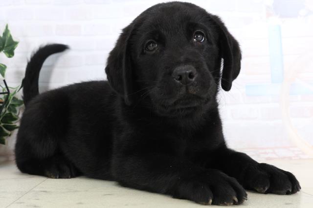 香川県のラブラドールレトリーバー (Coo&RIKU高松上福岡店/2026年1月15日生まれ/男の子/ブラック)の子犬の2枚目の画像