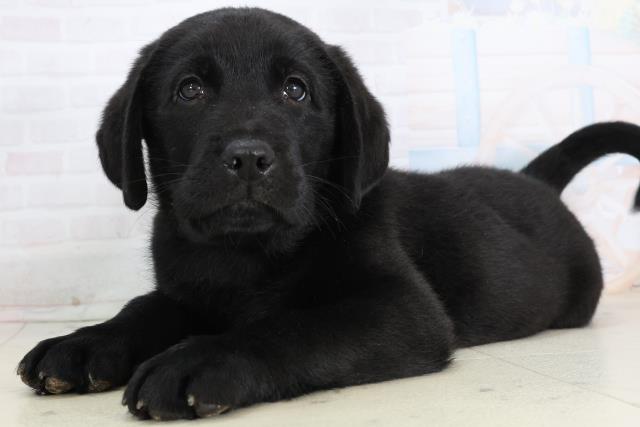 香川県のラブラドールレトリーバー (Coo&RIKU高松上福岡店/2026年1月15日生まれ/男の子/ブラック)の子犬の3枚目の画像