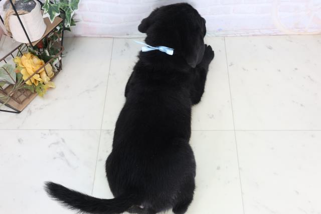 香川県のラブラドールレトリーバー (Coo&RIKU高松上福岡店/2026年1月15日生まれ/男の子/ブラック)の子犬の4枚目の画像