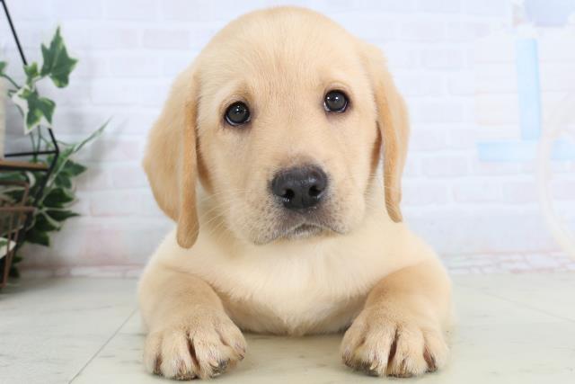 福岡県のラブラドールレトリーバー (Coo&RIKU福岡東店/2026年1月15日生まれ/男の子/イエロー)の子犬の1枚目の画像
