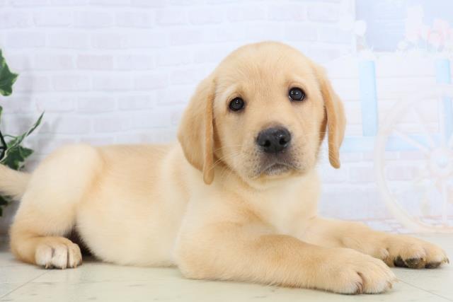 福岡県のラブラドールレトリーバー (Coo&RIKU福岡東店/2026年1月15日生まれ/男の子/イエロー)の子犬の2枚目の画像