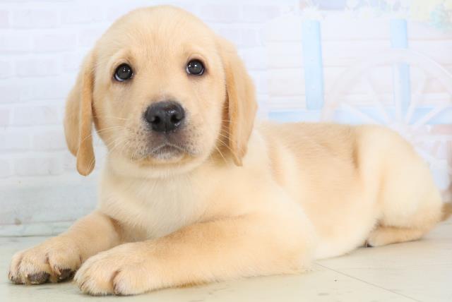 福岡県のラブラドールレトリーバー (Coo&RIKU福岡東店/2026年1月15日生まれ/男の子/イエロー)の子犬の3枚目の画像