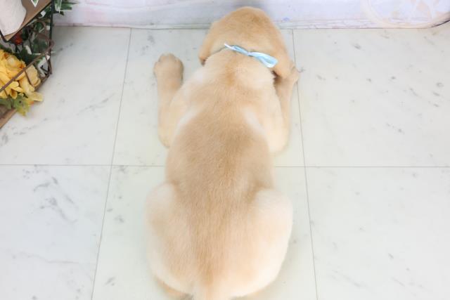 福岡県のラブラドールレトリーバー (Coo&RIKU福岡東店/2026年1月15日生まれ/男の子/イエロー)の子犬の4枚目の画像
