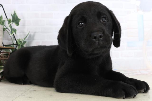 徳島県のラブラドールレトリーバー (Coo&RIKU徳島店/2026年1月15日生まれ/男の子/ブラック)の子犬の2枚目の画像