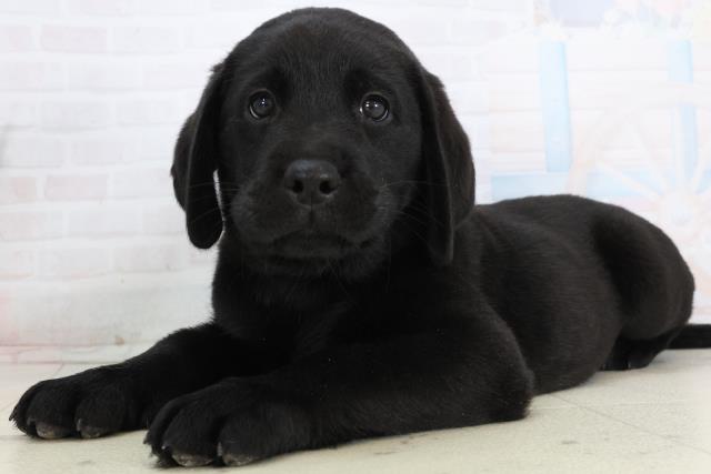 徳島県のラブラドールレトリーバー (Coo&RIKU徳島店/2026年1月15日生まれ/男の子/ブラック)の子犬の3枚目の画像