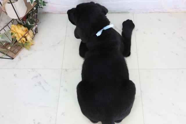 徳島県のラブラドールレトリーバー (Coo&RIKU徳島店/2026年1月15日生まれ/男の子/ブラック)の子犬の4枚目の画像