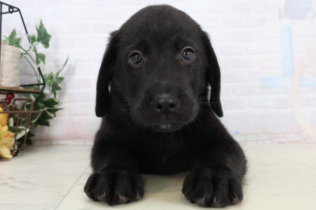 秋田県のラブラドールレトリーバー (Coo&RIKU秋田店/2026年1月15日生まれ/男の子/ブラック)の子犬の1枚目の画像