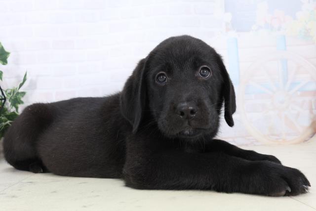 秋田県のラブラドールレトリーバー (Coo&RIKU秋田店/2026年1月15日生まれ/男の子/ブラック)の子犬の2枚目の画像
