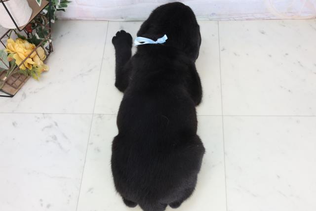 秋田県のラブラドールレトリーバー (Coo&RIKU秋田店/2026年1月15日生まれ/男の子/ブラック)の子犬の4枚目の画像