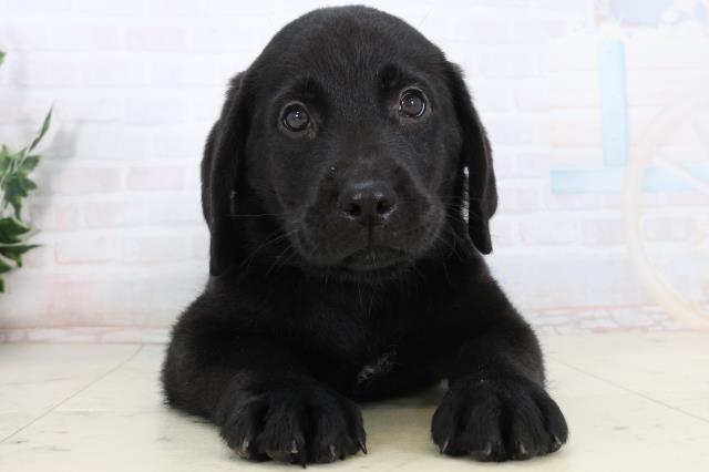 愛媛県のラブラドールレトリーバー (Coo&RIKU愛媛松山店/2026年1月15日生まれ/男の子/ブラック)の子犬の1枚目の画像