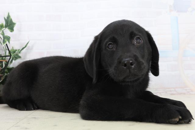 愛媛県のラブラドールレトリーバー (Coo&RIKU愛媛松山店/2026年1月15日生まれ/男の子/ブラック)の子犬の2枚目の画像