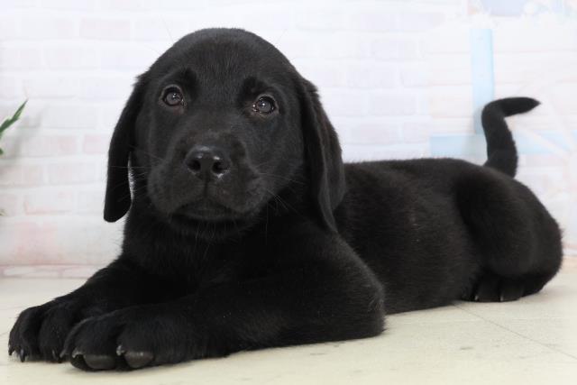 愛媛県のラブラドールレトリーバー (Coo&RIKU愛媛松山店/2026年1月15日生まれ/男の子/ブラック)の子犬の3枚目の画像