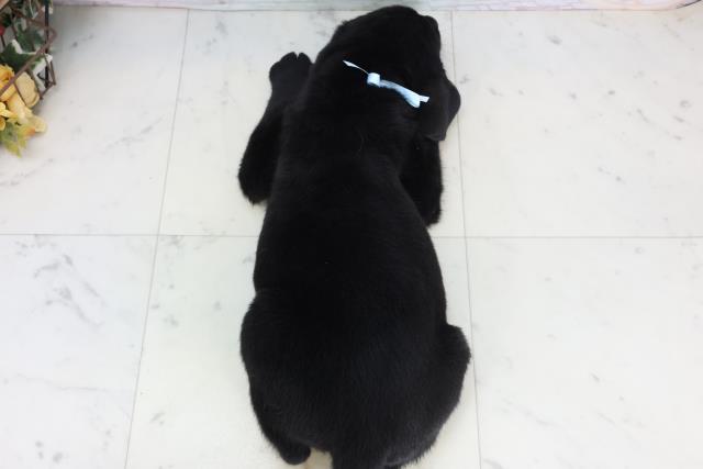 愛媛県のラブラドールレトリーバー (Coo&RIKU愛媛松山店/2026年1月15日生まれ/男の子/ブラック)の子犬の4枚目の画像