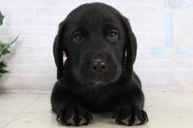 広島県のラブラドールレトリーバー (Coo&RIKUゆめタウン大竹店/2026年1月15日生まれ/女の子/ブラック)の子犬