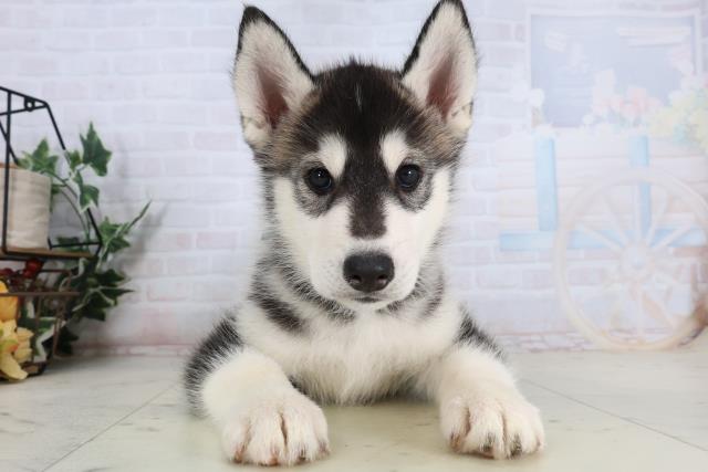 シベリアンハスキー