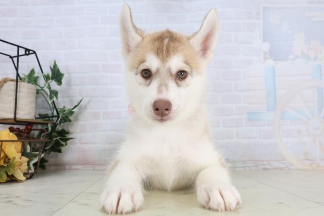 長野県のシベリアンハスキー (Coo&RIKU綿半中野店/2026年1月18日生まれ/女の子/レッドホワイト)の子犬