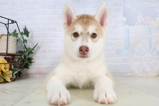 佐賀県のシベリアンハスキー (Coo&RIKU佐賀神埼店/2026年1月18日生まれ/女の子/レッドホワイト)の子犬の1枚目の画像