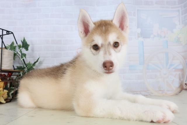 佐賀県のシベリアンハスキー (Coo&RIKU佐賀神埼店/2026年1月18日生まれ/女の子/レッドホワイト)の子犬の2枚目の画像