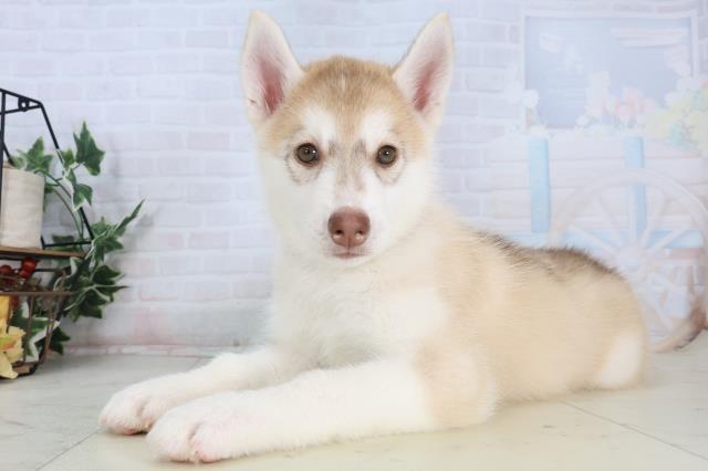 佐賀県のシベリアンハスキー (Coo&RIKU佐賀神埼店/2026年1月18日生まれ/女の子/レッドホワイト)の子犬の3枚目の画像