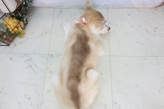 佐賀県のシベリアンハスキー (Coo&RIKU佐賀神埼店/2026年1月18日生まれ/女の子/レッドホワイト)の子犬の4枚目の画像