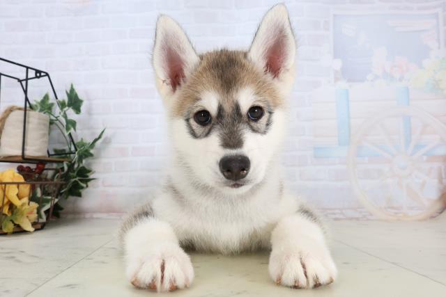 岡山県のシベリアンハスキー (Coo&RIKU岡山店/2026年1月18日生まれ/女の子/レッドホワイト)の子犬