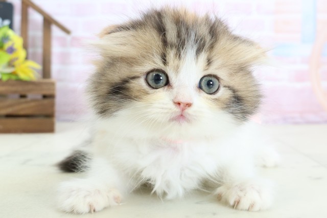 沖縄県のフォールデックス (Coo&RIKU沖縄浦添店/2026年1月10日生まれ/女の子/トービーホワイト)の子猫の1枚目の画像