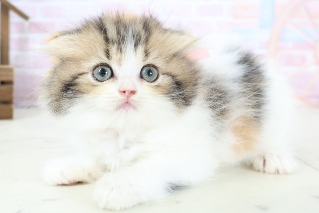 沖縄県のフォールデックス (Coo&RIKU沖縄浦添店/2026年1月10日生まれ/女の子/トービーホワイト)の子猫の3枚目の画像