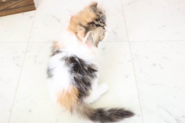 沖縄県のフォールデックス (Coo&RIKU沖縄浦添店/2026年1月10日生まれ/女の子/トービーホワイト)の子猫の4枚目の画像