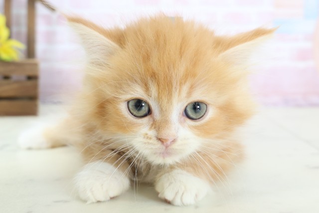 高知県のマンチカン (Coo&RIKU高知御座店/2026年1月7日生まれ/男の子/レッドタビーホワイト)の子猫の1枚目の画像