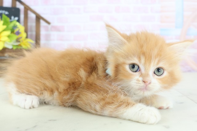 高知県のマンチカン (Coo&RIKU高知御座店/2026年1月7日生まれ/男の子/レッドタビーホワイト)の子猫の2枚目の画像