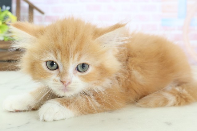 高知県のマンチカン (Coo&RIKU高知御座店/2026年1月7日生まれ/男の子/レッドタビーホワイト)の子猫の3枚目の画像