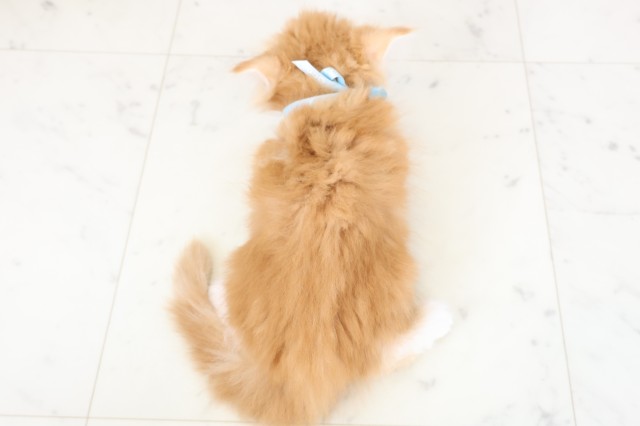 高知県のマンチカン (Coo&RIKU高知御座店/2026年1月7日生まれ/男の子/レッドタビーホワイト)の子猫の4枚目の画像