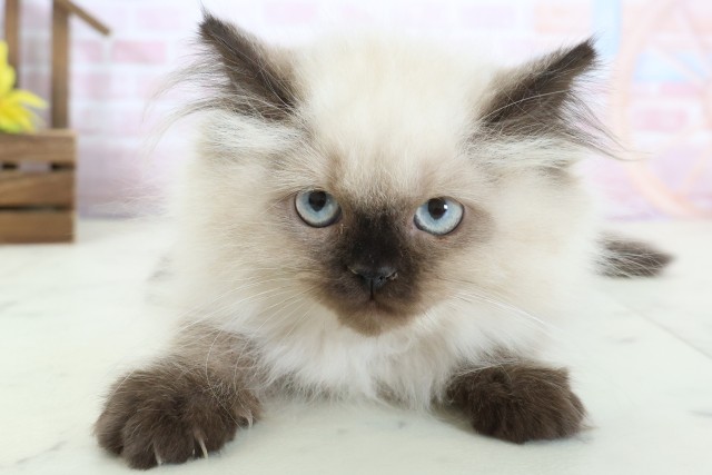 沖縄県のヒマラヤン (Coo&RIKUイオン北谷店/2025年12月13日生まれ/女の子/シールポイント)の子猫の1枚目の画像