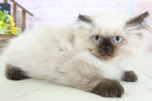 沖縄県のヒマラヤン (Coo&RIKUイオン北谷店/2025年12月13日生まれ/女の子/シールポイント)の子猫の2枚目の画像