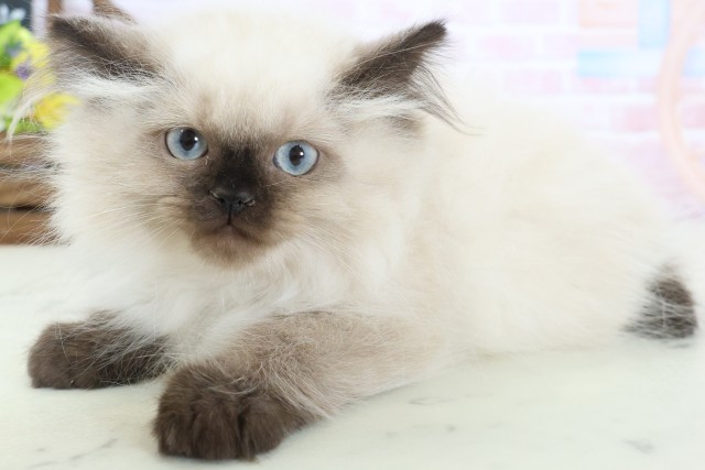 沖縄県のヒマラヤン (Coo&RIKUイオン北谷店/2025年12月13日生まれ/女の子/シールポイント)の子猫の3枚目の画像