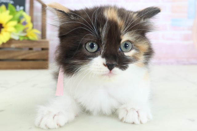 福岡県のラガマフィン (Coo&RIKU小倉店/2026年1月11日生まれ/女の子/トーティーホワイト)の子猫の1枚目の画像