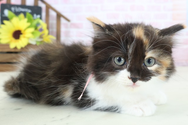 福岡県のラガマフィン (Coo&RIKU小倉店/2026年1月11日生まれ/女の子/トーティーホワイト)の子猫の2枚目の画像