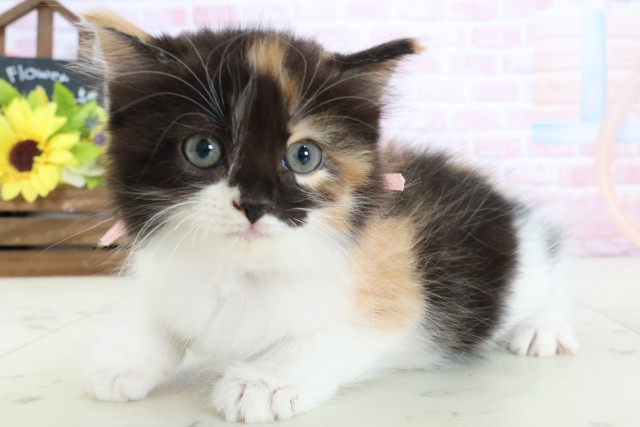 福岡県のラガマフィン (Coo&RIKU小倉店/2026年1月11日生まれ/女の子/トーティーホワイト)の子猫の3枚目の画像