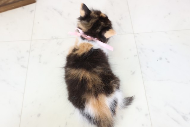 福岡県のラガマフィン (Coo&RIKU小倉店/2026年1月11日生まれ/女の子/トーティーホワイト)の子猫の4枚目の画像