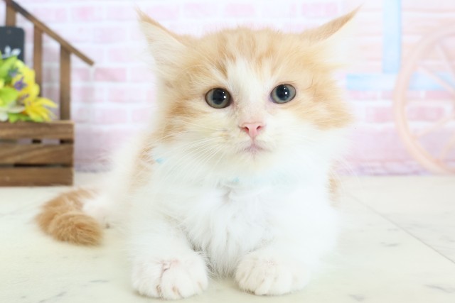 ノルウェージャン・フォレストキャット