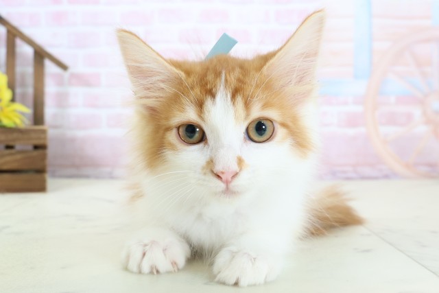 大分県のメインクーン (Coo&RIKU大分店/2025年11月28日生まれ/男の子/レッドタビーホワイト)の子猫