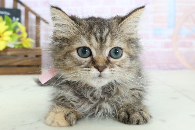 福岡県のミヌエット (Coo&RIKU小倉店/2025年12月12日生まれ/女の子/ブラウンタビー)の子猫の1枚目の画像