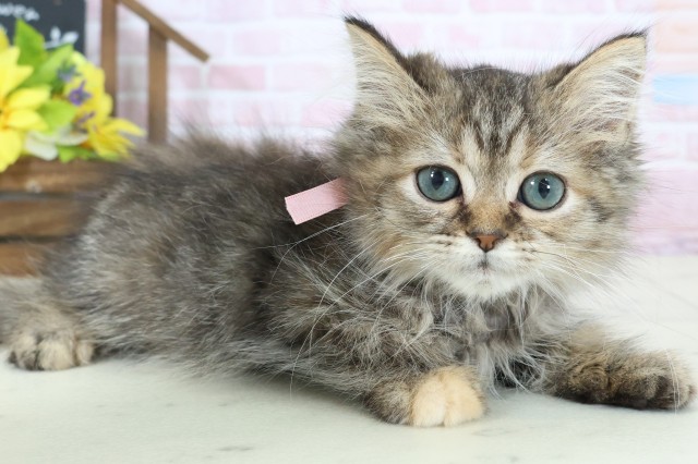 福岡県のミヌエット (Coo&RIKU小倉店/2025年12月12日生まれ/女の子/ブラウンタビー)の子猫の2枚目の画像