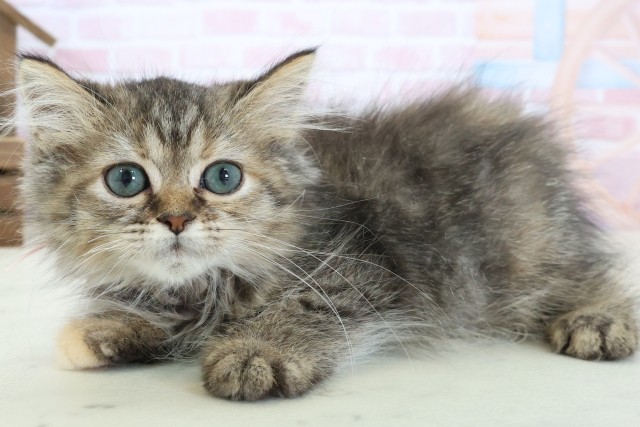 福岡県のミヌエット (Coo&RIKU小倉店/2025年12月12日生まれ/女の子/ブラウンタビー)の子猫の3枚目の画像