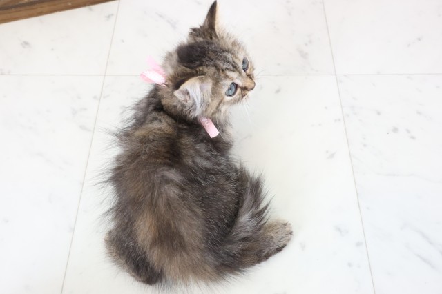 福岡県のミヌエット (Coo&RIKU小倉店/2025年12月12日生まれ/女の子/ブラウンタビー)の子猫の4枚目の画像