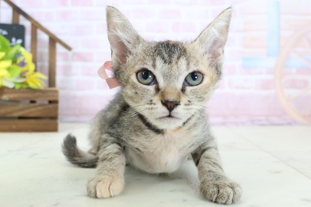 広島県のスクーカム(スクークム) (Coo&RIKU広島中央店/2025年12月22日生まれ/女の子/ブラウンパッチドタビー)の子猫の1枚目の画像