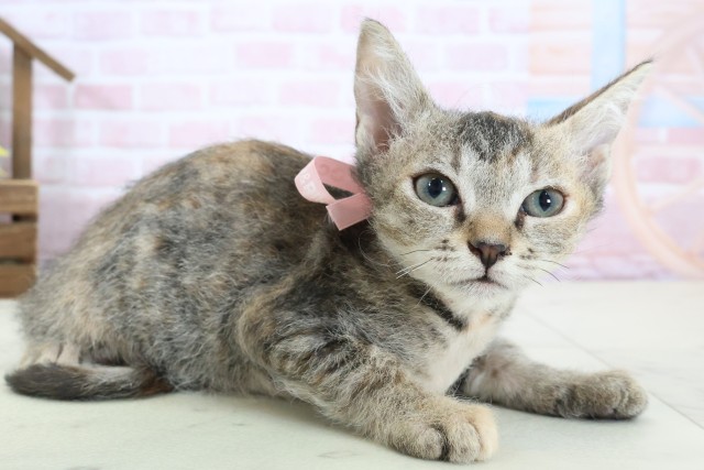 広島県のスクーカム(スクークム) (Coo&RIKU広島中央店/2025年12月22日生まれ/女の子/ブラウンパッチドタビー)の子猫の2枚目の画像