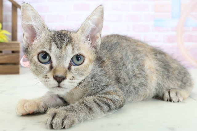 広島県のスクーカム(スクークム) (Coo&RIKU広島中央店/2025年12月22日生まれ/女の子/ブラウンパッチドタビー)の子猫の3枚目の画像