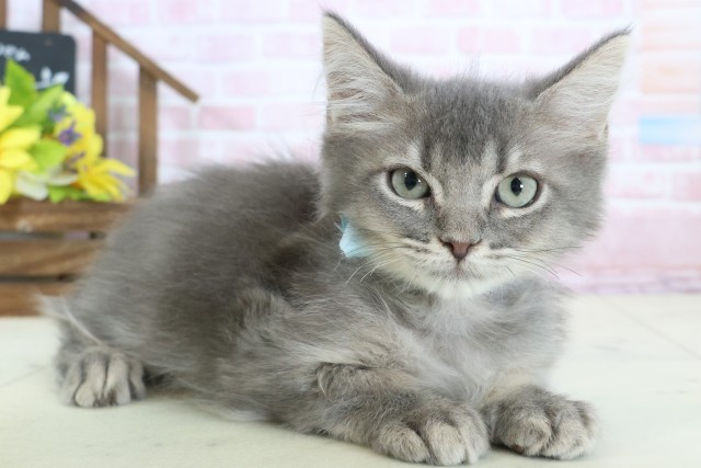 沖縄県のサイベリアン (Coo&RIKUイオン北谷店/2025年12月19日生まれ/男の子/ブルータビー)の子猫の2枚目の画像