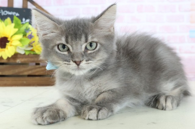 沖縄県のサイベリアン (Coo&RIKUイオン北谷店/2025年12月19日生まれ/男の子/ブルータビー)の子猫の3枚目の画像